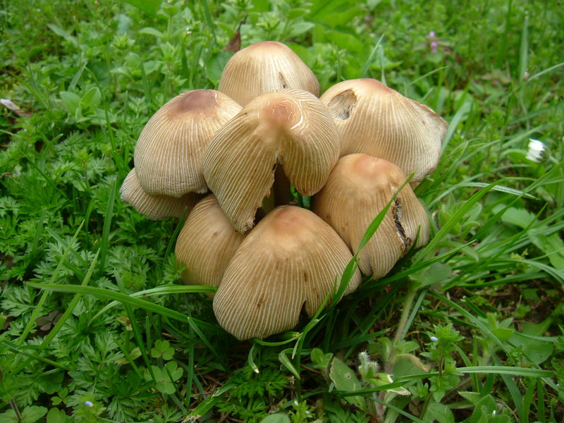 Coprinus.